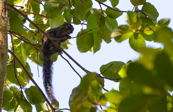Lale's Camp: Baumhörnchen