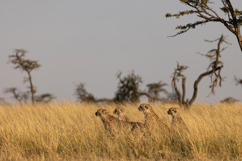 Mahali Mzuri: Geparden-Quartett