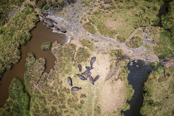 Mahali Mzuri: Hippos aus der Luft