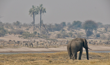 Moela Safari Lodge Moela Safari Lodge: Trockenheit am Boteti