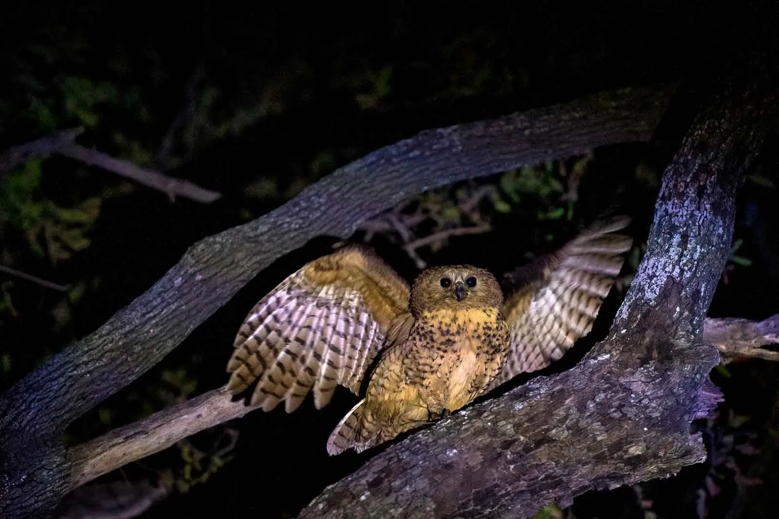 Mogogelo Camp Mogogelo Camp: Pel's Fishing Owl