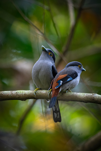 Musa Jungle Retreat Musa Jungle Retreat: Broadbills