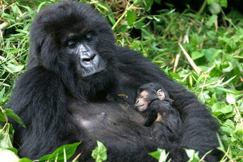 Mutanda Lake Resort: Gorillafrau mit Baby