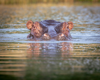 Nanzhila Lake Camp Nanzhila Lake Camp: Hippo