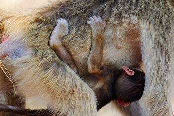 Okuti Camp: Festklammern am Bauchfell
