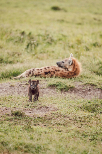Olare Mara Kempinski: Hyäne mit Jungtier
