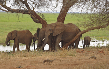 Oliver's Camp: Elefanten und Streifenmangusten