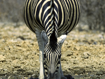 Ongava Reserve: Zebra am Wasserloch