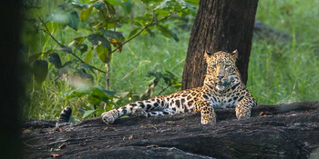 Pench Tree Lodge Pench Tree Lodge: Leopard