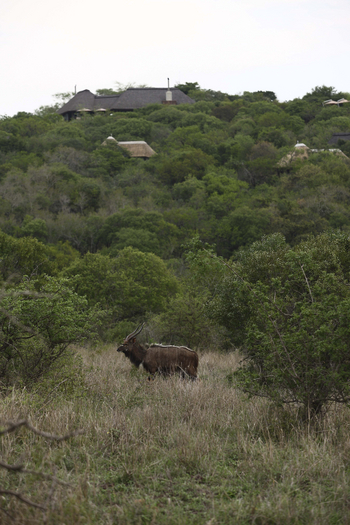 Phinda Mountain Lodge: Nyala-Männchen