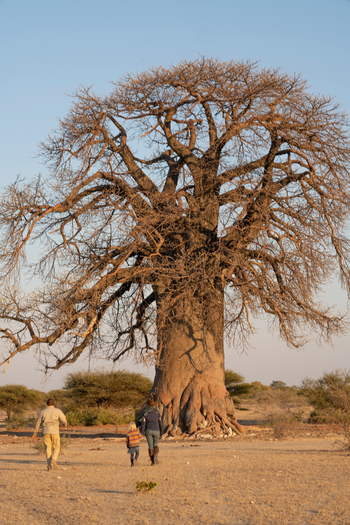 Planet Baobab: Aktivitäten