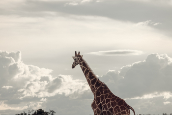 Porini Rhino Camp: Giraffe in den Wolken