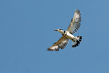 Pumulani Lodge: Graufischer