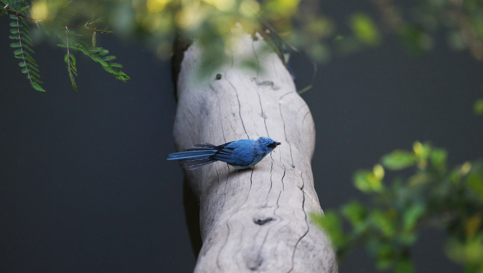 Richard's River Camp Richard's River Camp: Lazulischnäpper