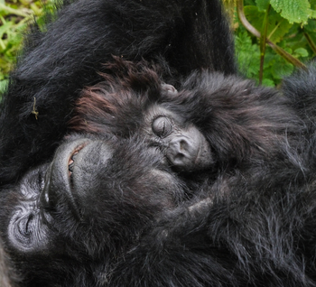 Sabyinyo Silverback Lodge: Gorillas im Schlaf