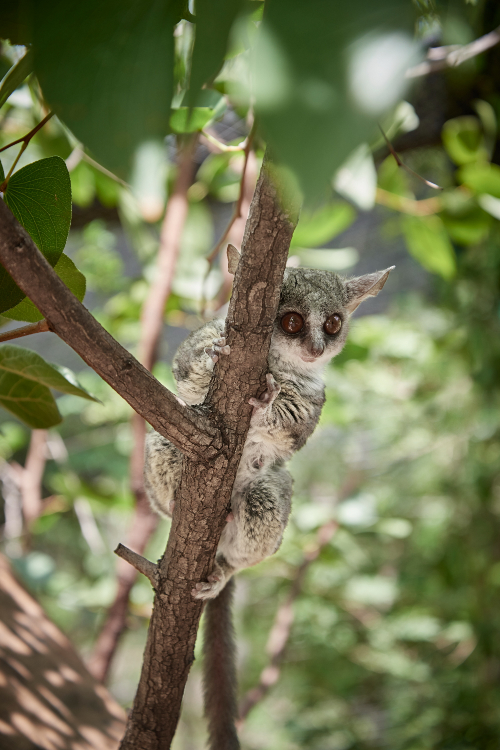 Sanctuary Chobe Chilwero Sanctuary Chobe Chilwero: Bush Baby