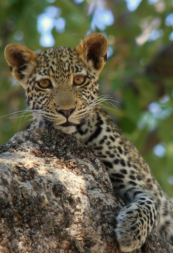 Sango Safari Camp: Junger Leopard