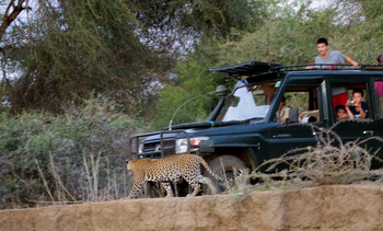 Sarara Camp: Leopard Tracking