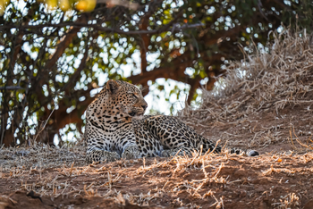Sausage Tree Camp: Leopard am Ufer