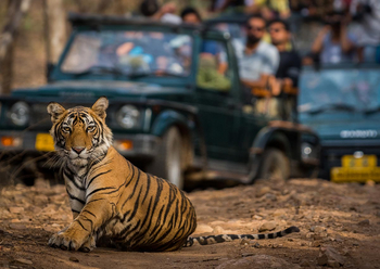 Sawai Vilas: Tiger auf der Piste