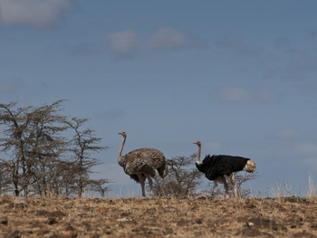Segera Retreat: Straußenpaar