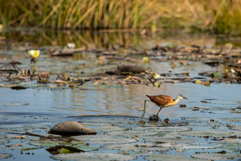 Selinda Camp: African Jacana