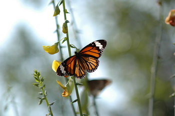 Shergarh Tented Camp: Common Tiger Butterfly
