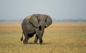 Shumba Camp Shumba Camp: Elefant