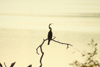 Svasara Jungle Lodge: Oriental Darter