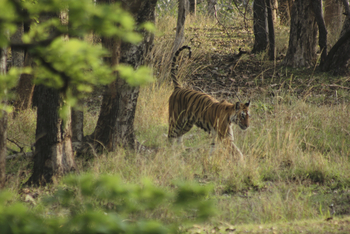 Tathastu Resort Pench: Tiger