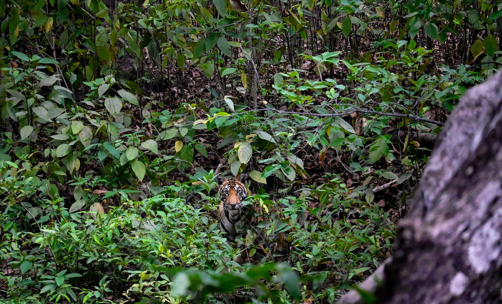The Oberoi Vindhyavilas Wildlife Resort The Oberoi Vindhyavilas Wildlife Resort: Tiger im Unterholz