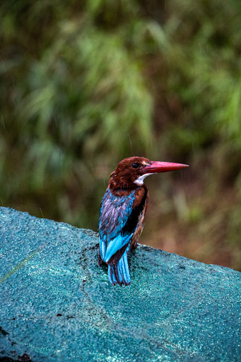 The Postcard Gir Wildlife Sanctuary: White-throated Kingfisher