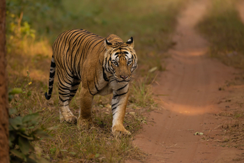The Untamed Bandhavgarh: Tiger auf der Piste