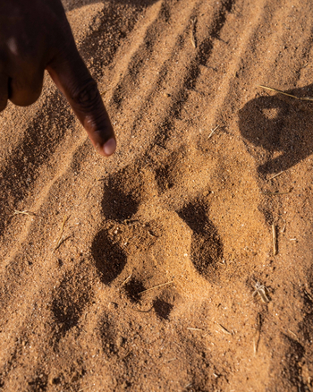 Time + Tide Chongwe Camp: Löwenspur
