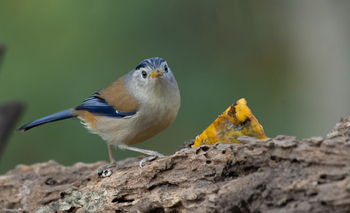 Vanghat: Blue-winged Minla