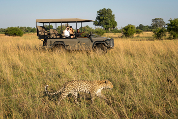 Vumbura Plains Camp: Leopard beim Game Drive