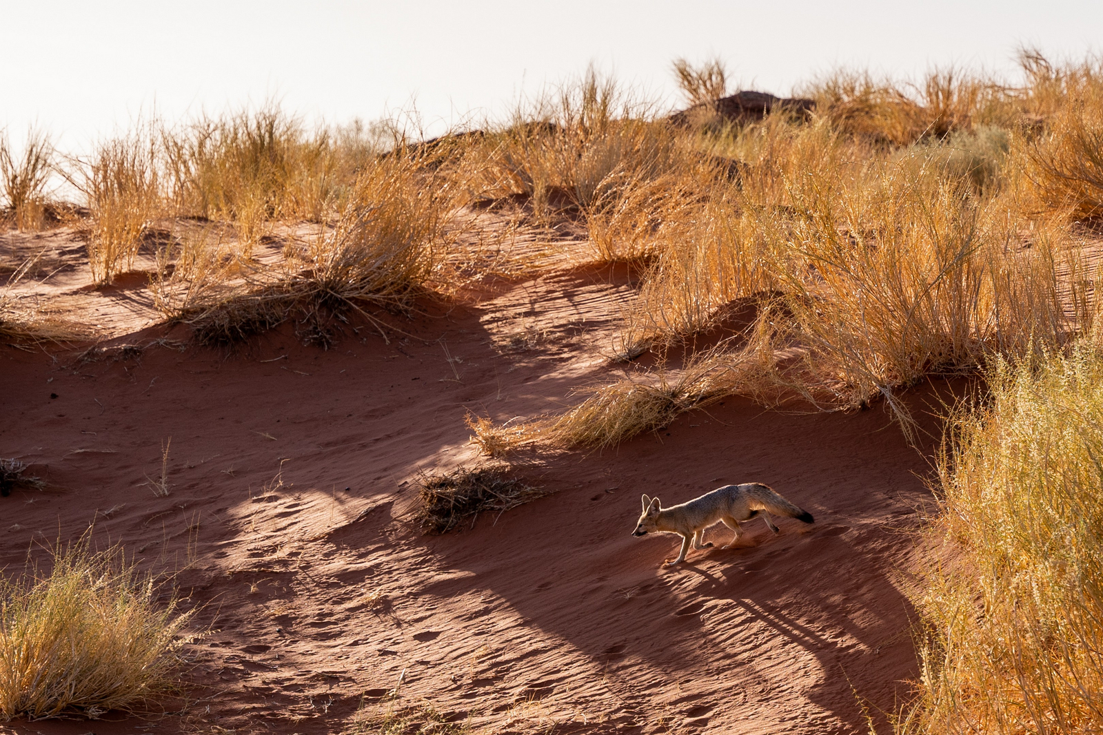 Wolwedans Dune Camp Family Suite Wolwedans Dune Camp Family Suite: Fennek