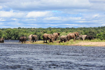 Zambezi Mubala Lodge: Elefantenherde