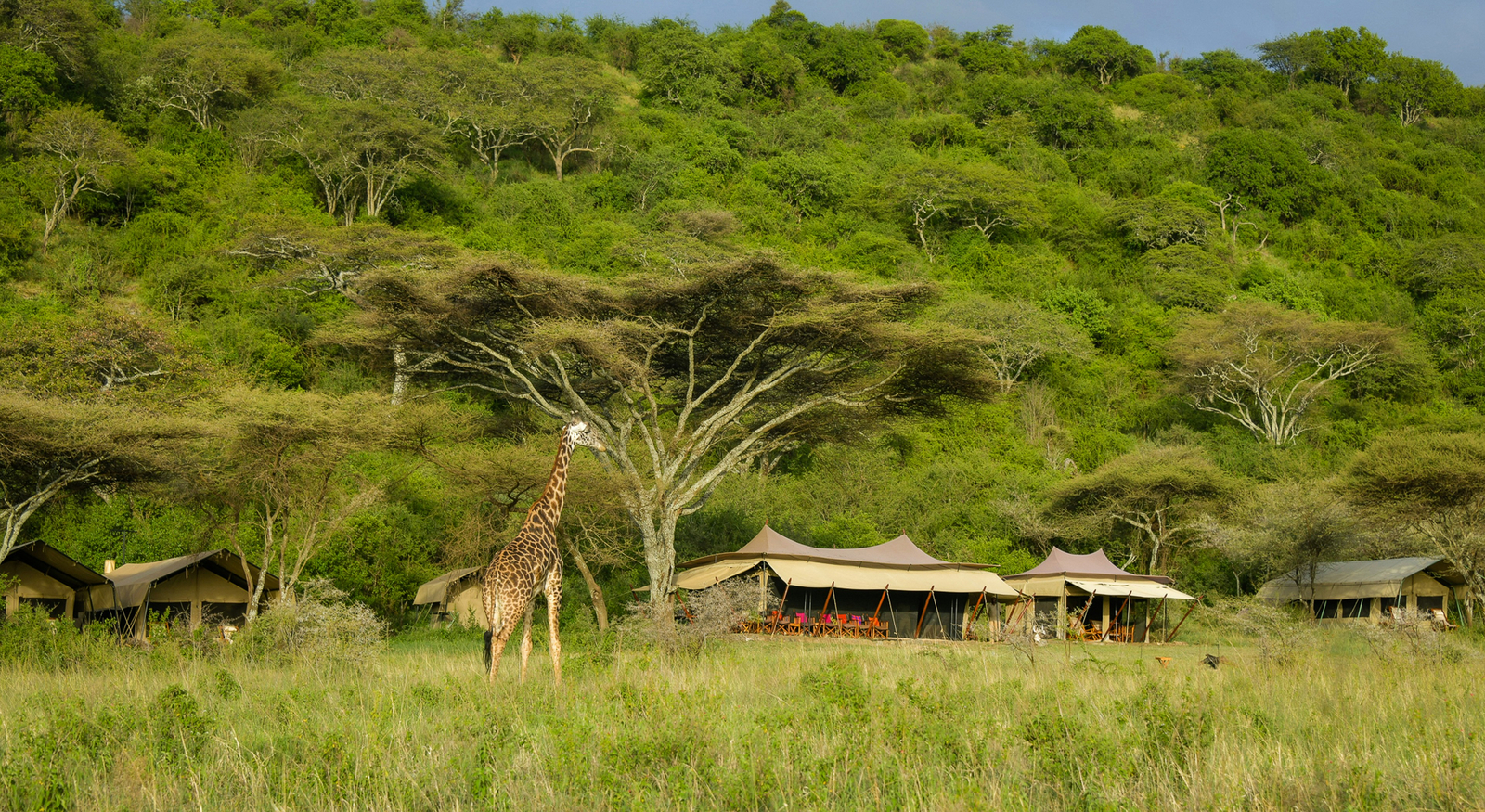Esirai Camp Esirai Camp: Giraffe vor dem Südcamp