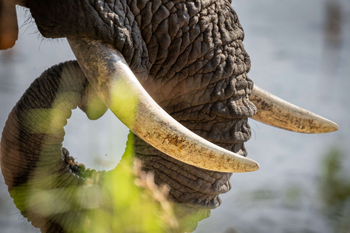 Anantara Tented Camp Kafue River: Elefantenstoßzähne im klaren Mittagslicht
