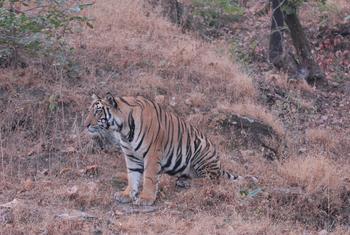 Bandhavgarh National Park: Halbstarker Tiger