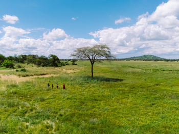 Asanja Siri Bustani Grumeti Camp: Walking Safari