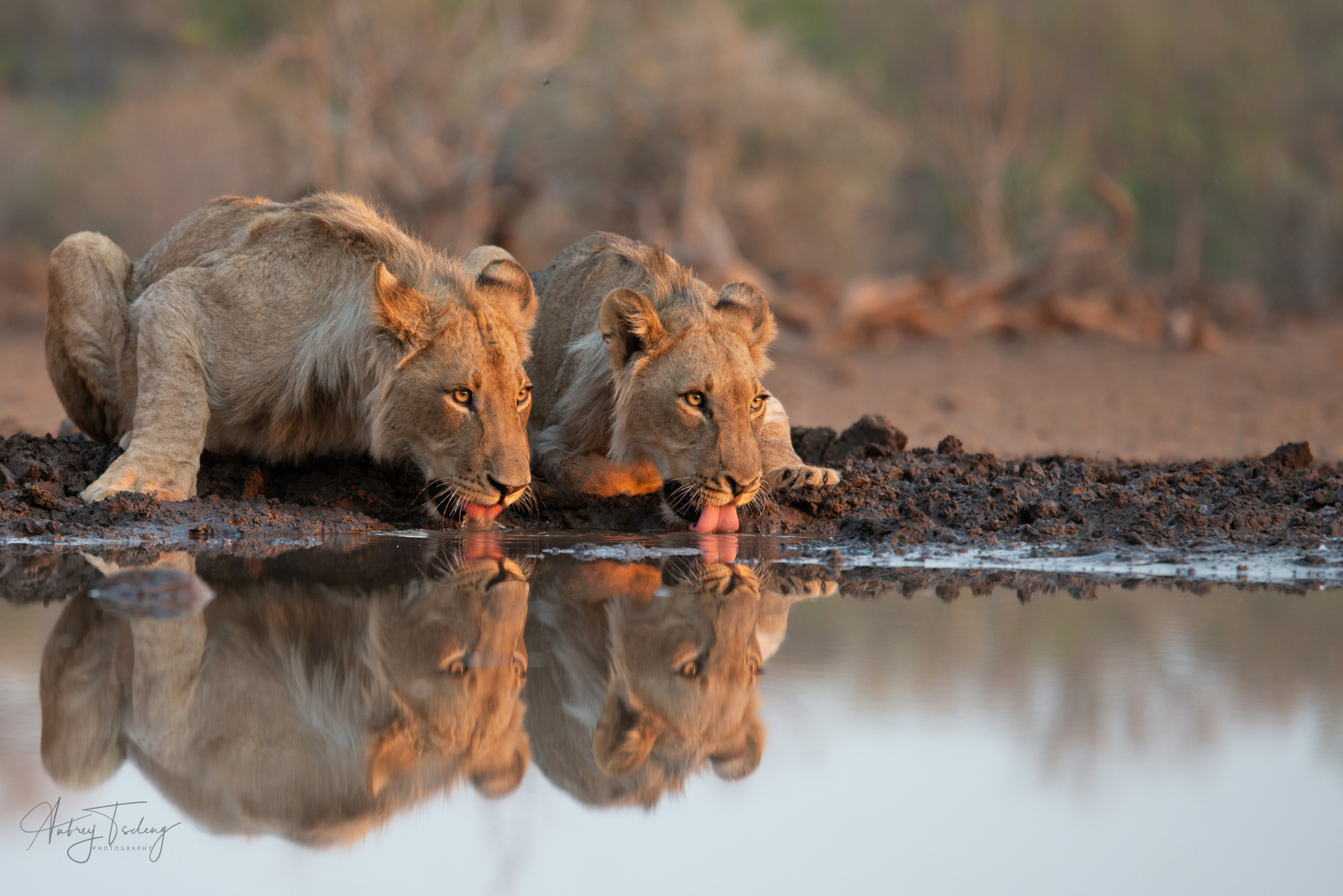 Mashatu Game Reserve Mashatu Game Reserve