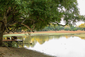 Big Lagoon Camp: Ausladende Bäume über dem Viewing Deck