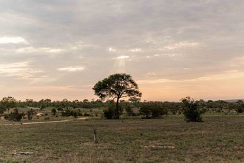 Cheetah Plains: Offene Savanne