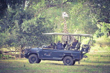 Chikunto Safari Lodge Chikunto Safari Lodge: Giraffenbegegnung