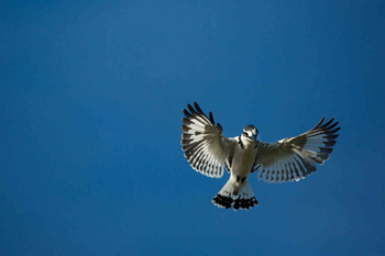 Duba Plains Camp: Pied Kingfisher