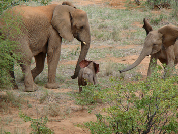 Grootberg Lodge Grootberg Lodge: Elefanten