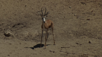 Hobatere Lodge: Springbock