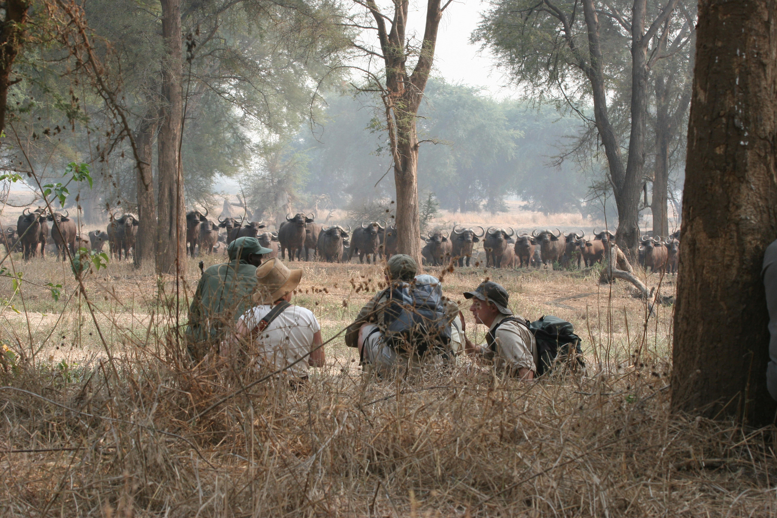 Hwange Bush Camp Hwange Bush Camp: Begegnung mit Büffeln